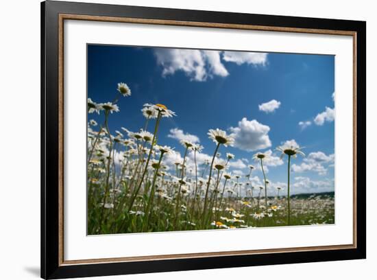 Summer-Yanika-Framed Photographic Print