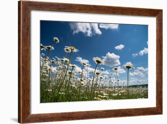 Summer-Yanika-Framed Photographic Print