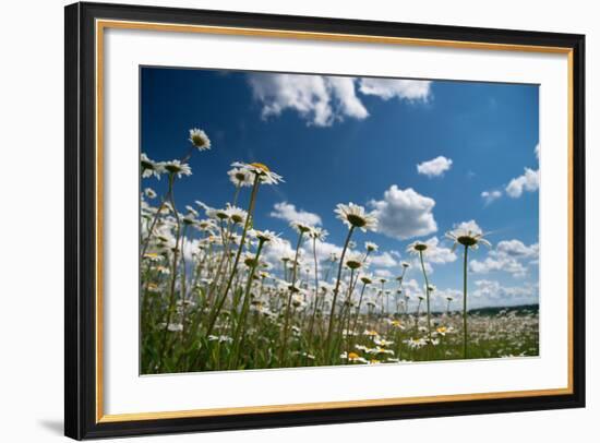 Summer-Yanika-Framed Photographic Print