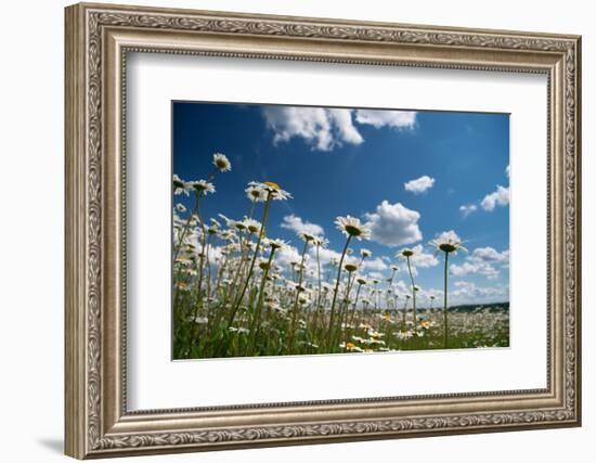 Summer-Yanika-Framed Photographic Print