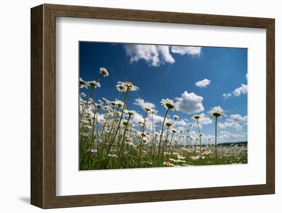 Summer-Yanika-Framed Photographic Print