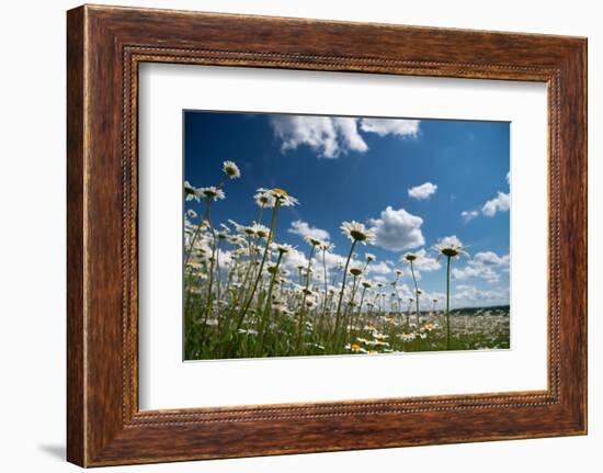 Summer-Yanika-Framed Photographic Print