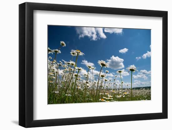 Summer-Yanika-Framed Photographic Print