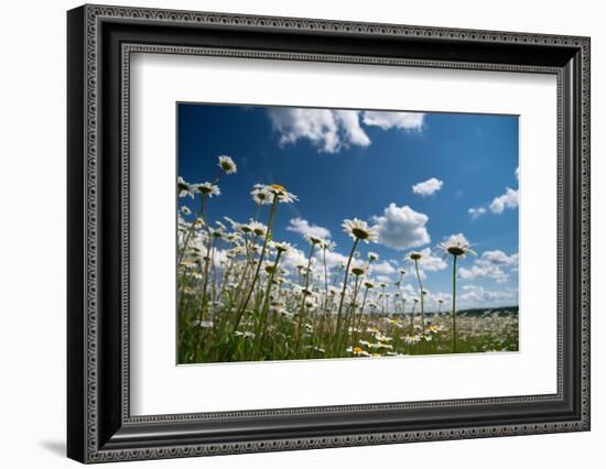 Summer-Yanika-Framed Photographic Print