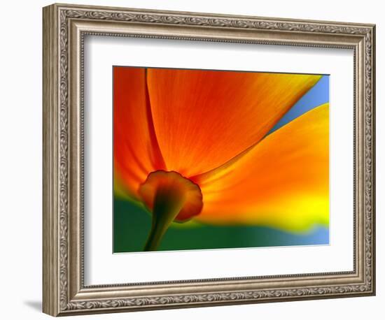 Summer-Ursula Abresch-Framed Photographic Print