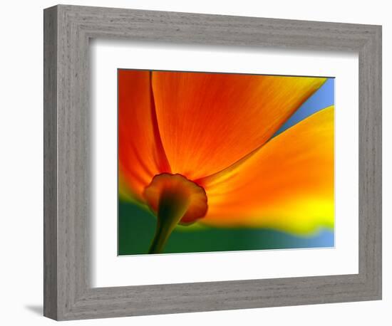 Summer-Ursula Abresch-Framed Photographic Print