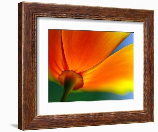 Summer-Ursula Abresch-Framed Photographic Print