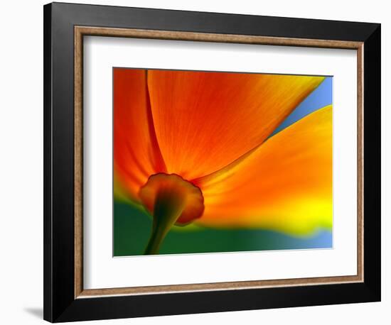 Summer-Ursula Abresch-Framed Photographic Print