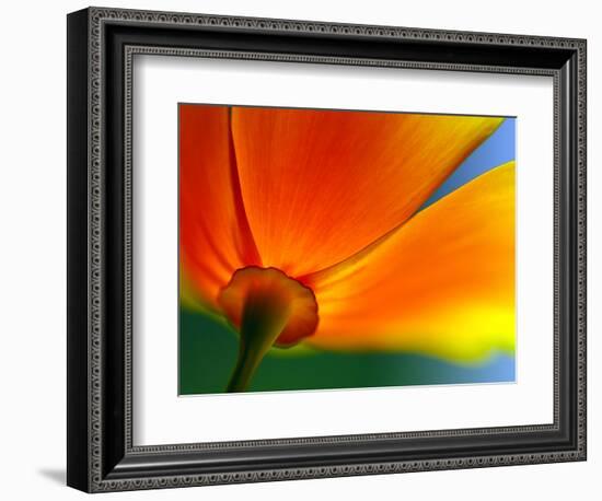 Summer-Ursula Abresch-Framed Photographic Print