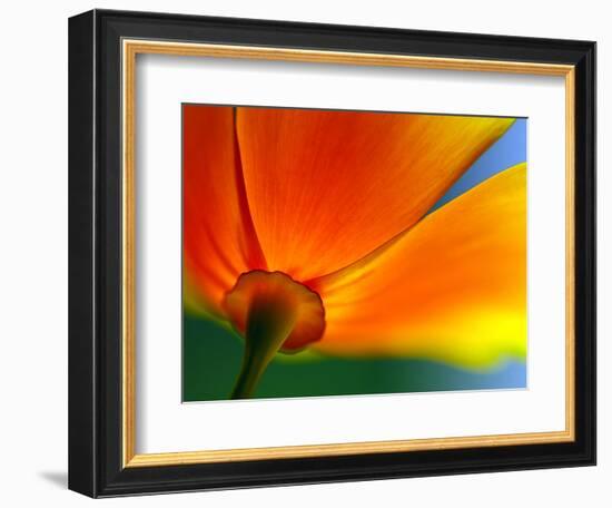 Summer-Ursula Abresch-Framed Photographic Print