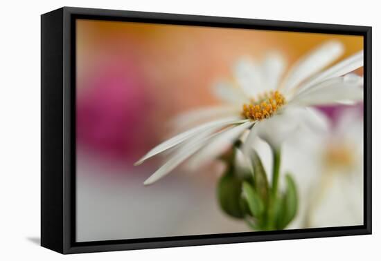 Summer-Heidi Westum-Framed Premier Image Canvas