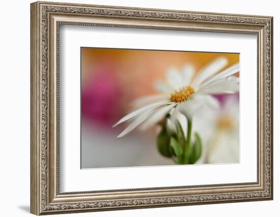 Summer-Heidi Westum-Framed Photographic Print