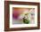 Summer-Heidi Westum-Framed Photographic Print