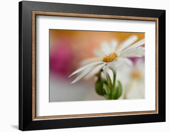 Summer-Heidi Westum-Framed Photographic Print