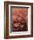 Summer-Giuseppe Arcimboldo-Framed Giclee Print