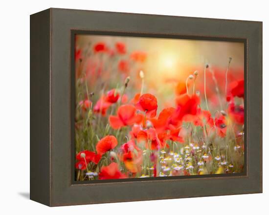 Summer-Marco Carmassi-Framed Premier Image Canvas