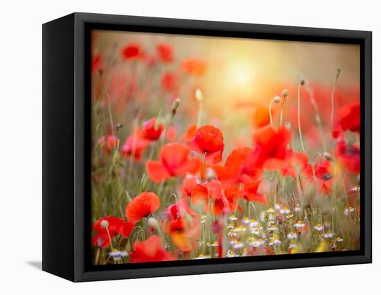 Summer-Marco Carmassi-Framed Premier Image Canvas