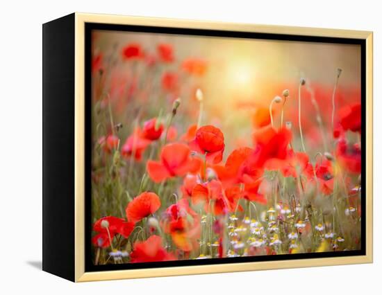 Summer-Marco Carmassi-Framed Premier Image Canvas