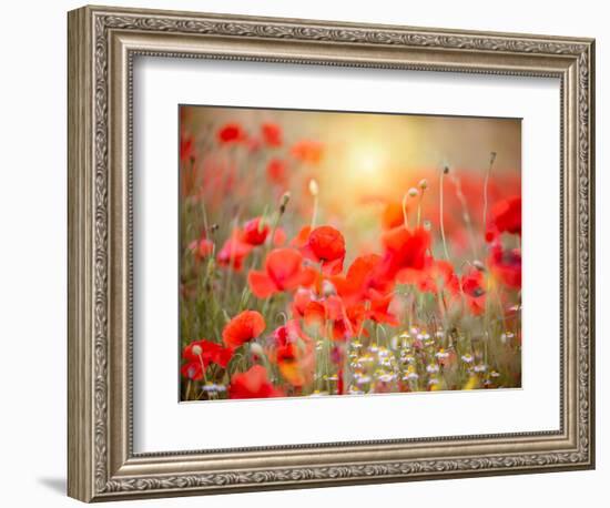 Summer-Marco Carmassi-Framed Photographic Print