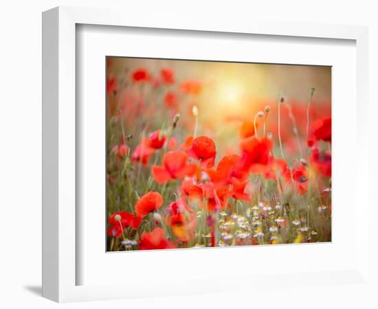 Summer-Marco Carmassi-Framed Photographic Print