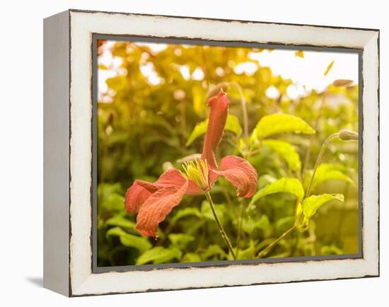 Summertime Clematis-Savanah Plank-Framed Stretched Canvas