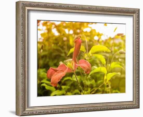 Summertime Clematis-Savanah Plank-Framed Photo