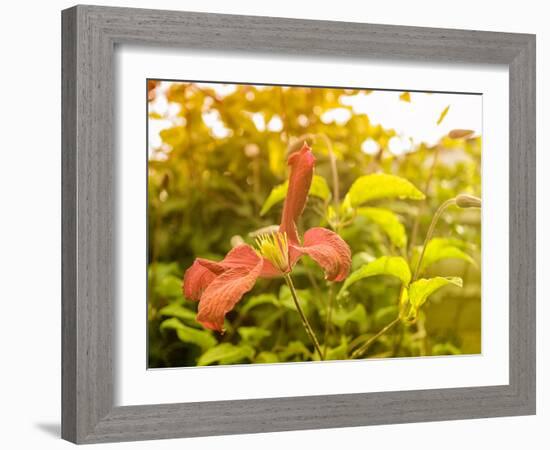 Summertime Clematis-Savanah Plank-Framed Photo