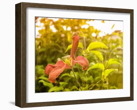 Summertime Clematis-Savanah Plank-Framed Photo