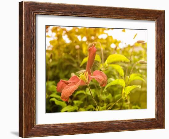 Summertime Clematis-Savanah Plank-Framed Photo