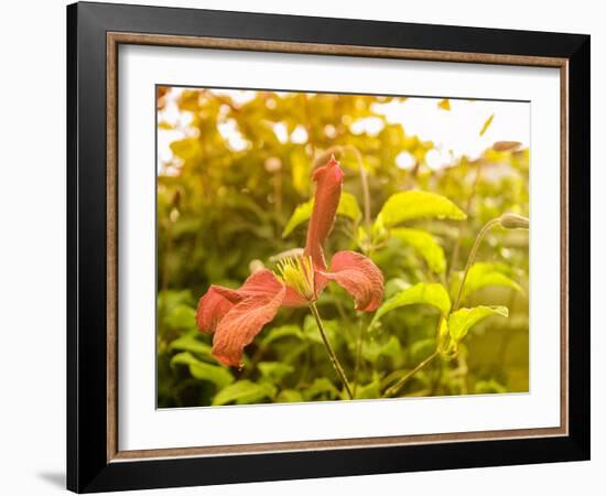 Summertime Clematis-Savanah Plank-Framed Photo