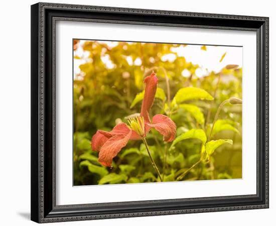 Summertime Clematis-Savanah Plank-Framed Photo