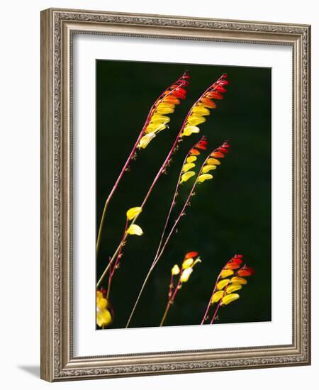 Summertime Plant France-Charles Bowman-Framed Photographic Print