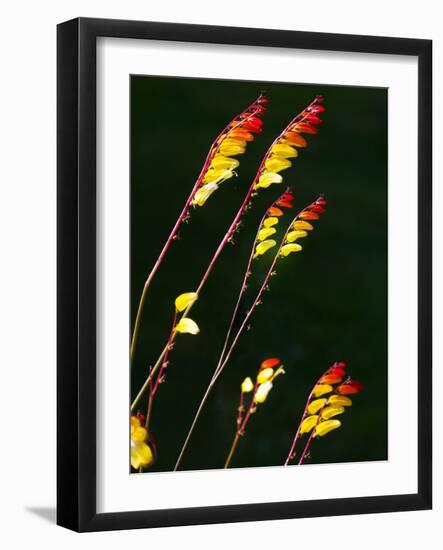 Summertime Plant France-Charles Bowman-Framed Photographic Print