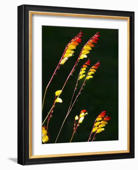 Summertime Plant France-Charles Bowman-Framed Photographic Print