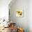 Summertime Sunflowers I-Irina Trzaskos Studios-Mounted Giclee Print displayed on a wall