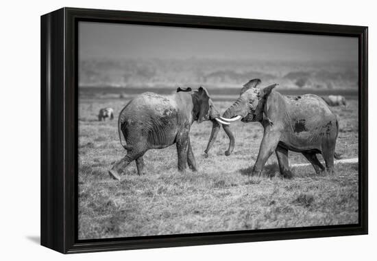 Sumo in the natural world-Jeffrey C. Sink-Framed Premier Image Canvas