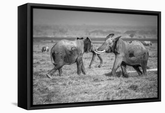 Sumo in the natural world-Jeffrey C. Sink-Framed Premier Image Canvas