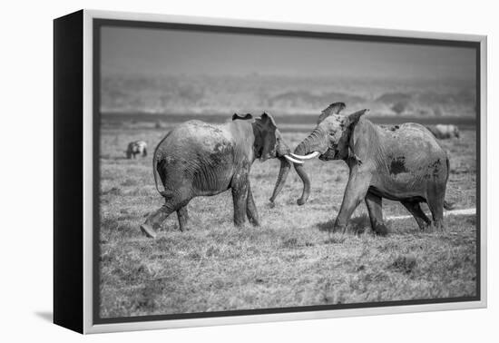 Sumo in the natural world-Jeffrey C. Sink-Framed Premier Image Canvas