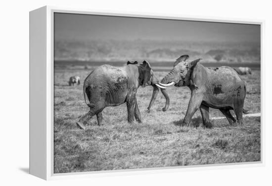 Sumo in the natural world-Jeffrey C. Sink-Framed Premier Image Canvas