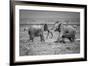 Sumo in the natural world-Jeffrey C. Sink-Framed Photographic Print