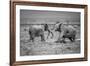 Sumo in the natural world-Jeffrey C. Sink-Framed Photographic Print