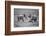 Sumo in the natural world-Jeffrey C. Sink-Framed Photographic Print