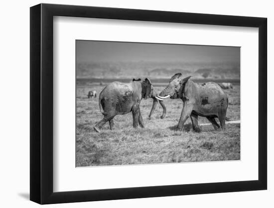 Sumo in the natural world-Jeffrey C. Sink-Framed Photographic Print