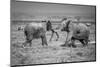 Sumo in the natural world-Jeffrey C. Sink-Mounted Photographic Print