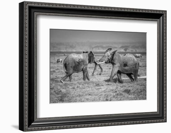 Sumo in the natural world-Jeffrey C. Sink-Framed Photographic Print