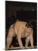 Sumo Wrestler Competing, Grand Taikai Sumo Wrestling Tournament, Kokugikan Hall Stadium, Tokyo-Christian Kober-Mounted Photographic Print