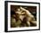 Sumo Wrestling Japan-null-Framed Photographic Print