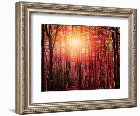 Sun among the branches-Marco Carmassi-Framed Photographic Print
