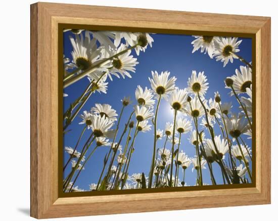 Sun and blue sky through daisies-Craig Tuttle-Framed Premier Image Canvas