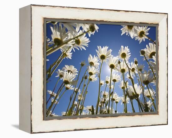 Sun and blue sky through daisies-Craig Tuttle-Framed Premier Image Canvas